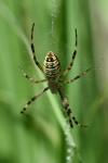 Argiope bruennichi