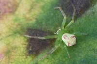 Ebrechtella tricuspidata