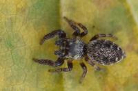 Macaroeris nidicolens
