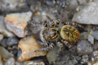 Carrhotus xanthogramma