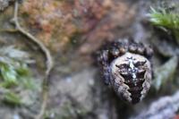 Araneus diadematus