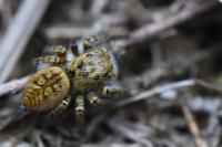 Carrhotus xanthogramma