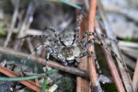 Philodromus margaritatus