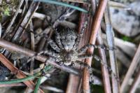 Philodromus margaritatus