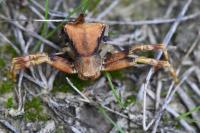 Pistius truncatus