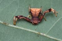Pistius truncatus