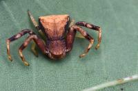 Pistius truncatus
