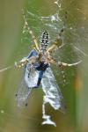 Argiope bruennichi