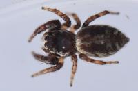 Macaroeris nidicolens