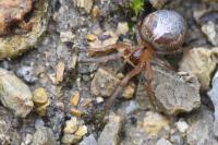 Zygiella atrica