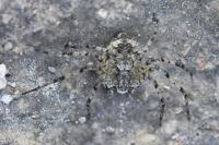 Philodromus margaritatus