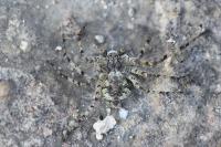 Philodromus margaritatus