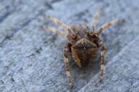 Araneus angulatus