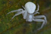 Misumena vatia