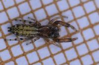 Marpissa nivoyi