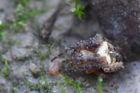 Araneus diadematus