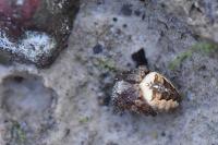 Araneus diadematus