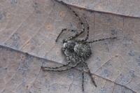Philodromus margaritatus