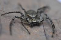 Philodromus margaritatus