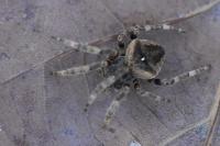 Araneus angulatus