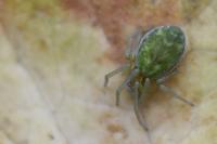 Nigma walckenaeri