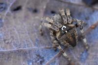 Araneus angulatus