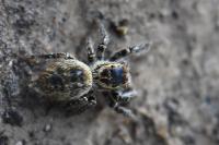 Carrhotus xanthogramma