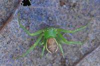 Diaea dorsata