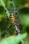 Argiope bruennichi
