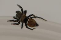 Heliophanus kochii