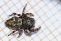 Dendryphantes rudis