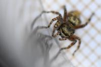 Dendryphantes rudis