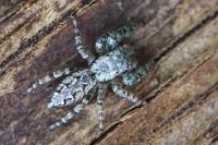 Marpissa muscosa