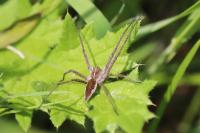Pisaura mirabilis
