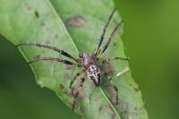 Larinioides cornutus