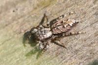 Marpissa muscosa