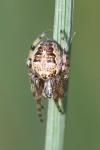 Larinioides cornutus