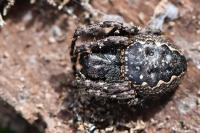 Nuctenea umbratica