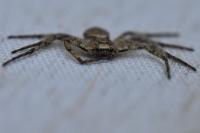 Philodromus