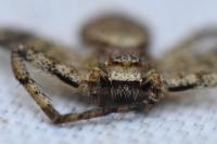 Philodromus