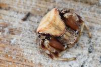 Pistius truncatus