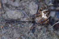 Araneus diadematus