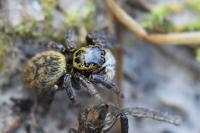 Carrhotus xanthogramma