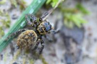 Carrhotus xanthogramma