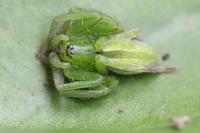 Micrommata ligurina