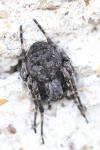 Nuctenea umbratica