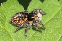 Carrhotus xanthogramma