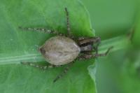 Anyphaena accentuata