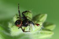 Synema globosum