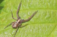 Philodromus